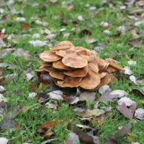 Harmloses Phänomen: Pilze im Rasen