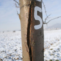 Frostschäden an Obstgehölzen