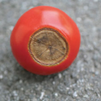 Wenn die Tomaten vorne schrumpfen ...