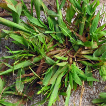 Hirse im Garten lästig