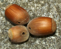 Krankheiten und Schädlinge an Wildobst