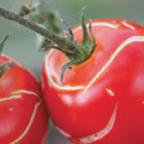 Platzen der Tomatenfrüchte