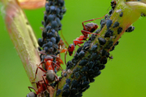 Lästige Ameisen vertreiben
