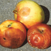 Faule Äpfel – Ursache frühzeitig bekämpfen