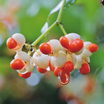 Was liegt an im Ziergarten?