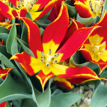 Wildtulpen für den Garten