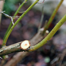 Was liegt an im Obstgarten?