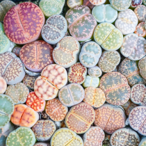 Besondere Zimmerpflanzen