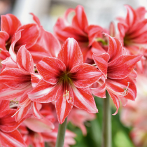 Rittersterne für die Fensterbank