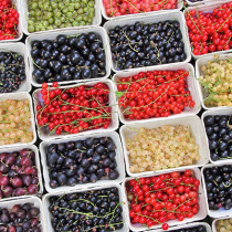 Was liegt an im Obstgarten? Was liegt an im Obstgarten?