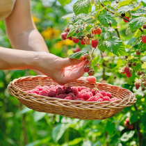 Was liegt an im Obstgarten?
