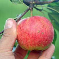 Was liegt an im Obstgarten?