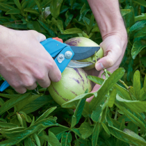 Was liegt an im Obstgarten?