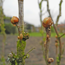 Rundknospen an Johannisbeeren