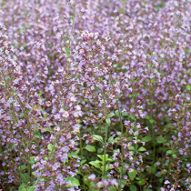 Was liegt an im Gemüsegarten?