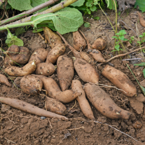 Gartenschatz: Yacon