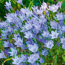 Sommerblühende Zwiebelblumen