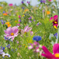 Blumenmischungen aussäen