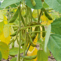 Gartenschätze: Edamame