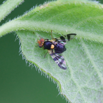 Kirschfruchtfliegen