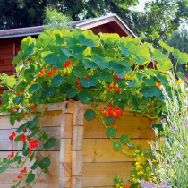 Gartenschätze: Echte Kapuzinerkresse