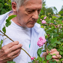 Krankheiten und Schädlinge an Rosen
