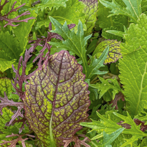 Was liegt an im Gemüsegarten? Was liegt an im Gemüsegarten?