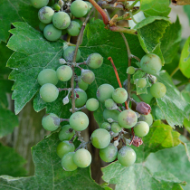 Mehltau an Weinreben