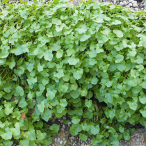 Aromatische Wildkräuter
