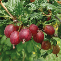 Häberli Obst- & Beerenneuheiten 2025!