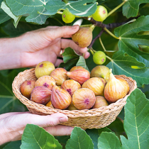 Süße Feigen aus dem Garten