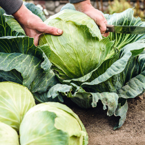 Trendiger, vielseitiger Kohl