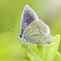Nützlinge vs. Schädlinge: Wie man Insekten im Garten richtig einordnet und schützt