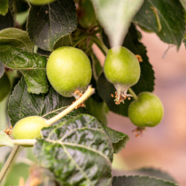Gartenwissen: Junifall