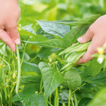 Gartentipp: Reiche Ernte mit Bohnen
