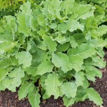 Gartenschatz: Stauden-Kohl