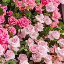 Die schönsten pinken Blumen für Ihren Garten
