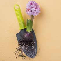Wohin mit alten Blumenzwiebeln? So gelingt die Nachsaison-Pflege