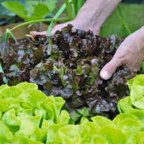 Gartentipp: Der richtige Erntezeitpunkt