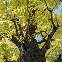 Dino-Baum vor dem Aussterben bewahrt