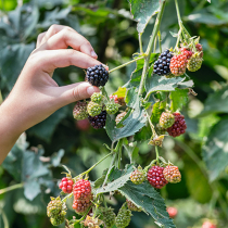 Schadbilder an Him- und Brombeeren