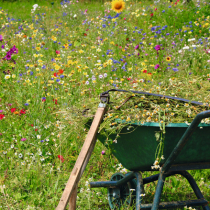 So klappt es mit Ihrer Blumenwiese