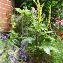 Verborgene Geheimnisse aus dem Klostergarten