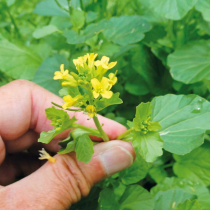 Gartenschatz: Barbarakraut