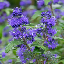 Kleine Ziergehölze für Ihren Garten