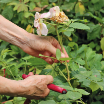 Gartentipp: Schnitt für zweite Blüte