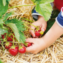 Pflanzzeit für Erdbeeren