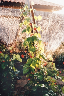 Wie viel Wasser brauchen Pflanzen?