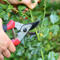 Gartentipp: Gartenschere pflegen
