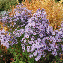 Spätblühende Gartenschätze